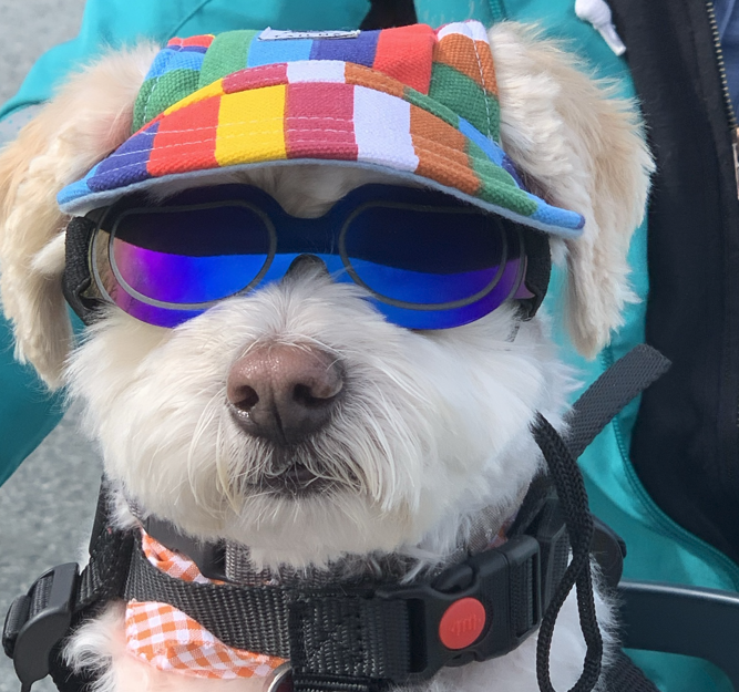 Gordon’s dog, Rudy, sometimes joins Gordon and his wife on their rides. Rudy is a small white dog wearing a rainbow coloured hat and sunglasses.